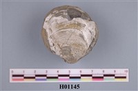 藏品(環文蛤)的圖片